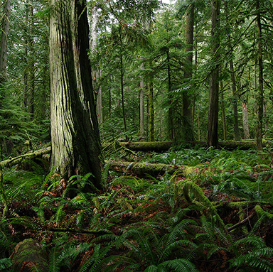 see scapes gallery for more